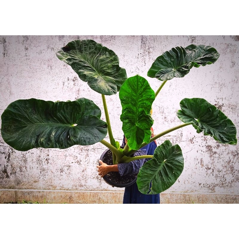 ALOCASIA ALBAHETRA & PLUMBEA VARIGATA