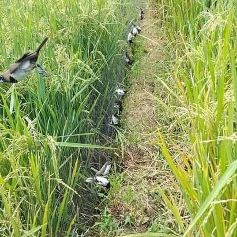 jaring burung jaring sawah jaring padi 7.5 m× 90 m jaring pelindung tanaman burung melindungi dari h