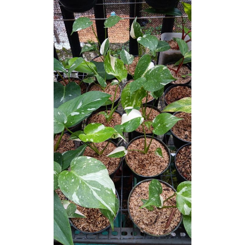 tanaman hias monthai japanlap