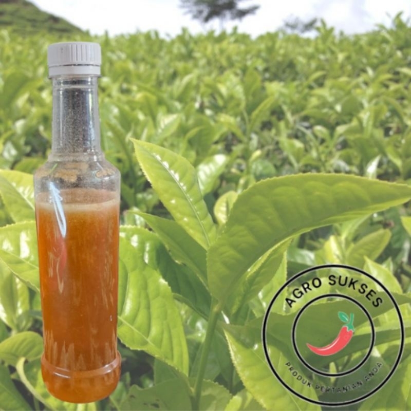 

Madu Murni - Madu Asli Bunga Randu 100 Gram