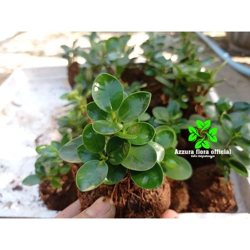 ( BISA COD ) PROMO Tanaman hias beringin dolar mikro / mangkok