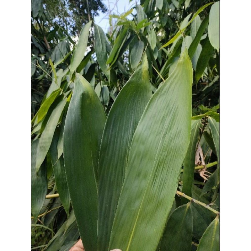 

Lembar Daun Bambu JUMBO Bungkus Bakcang Bacang