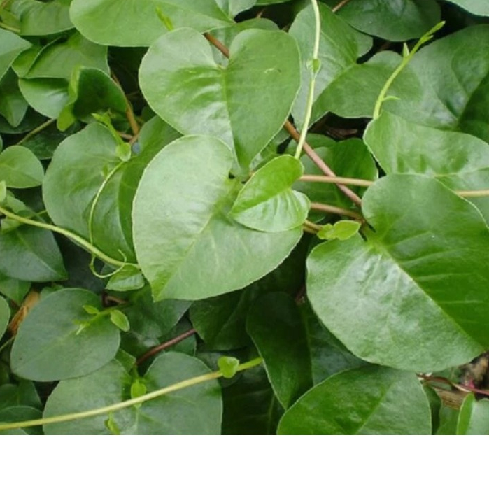 

daun binahong hijau fresh per 100 gram