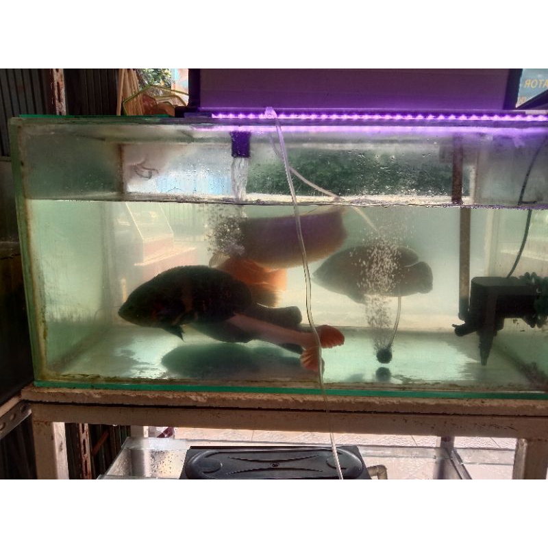 Red tail catfish RTC 23-25cm termurah jumbo