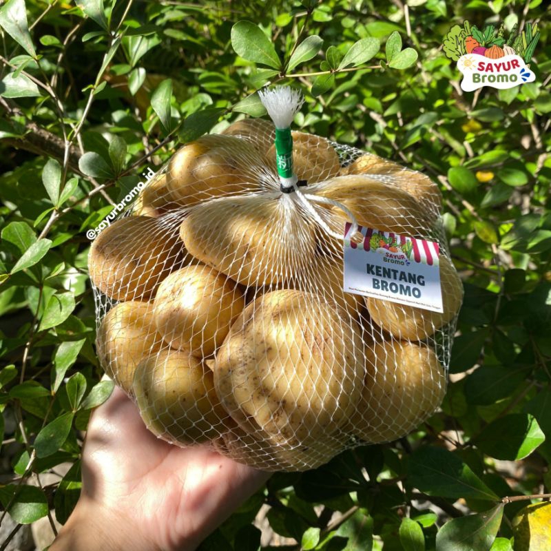 

KENTANG SUPER BROMO KENTANG BROMO KENTANG BERKUALITAS