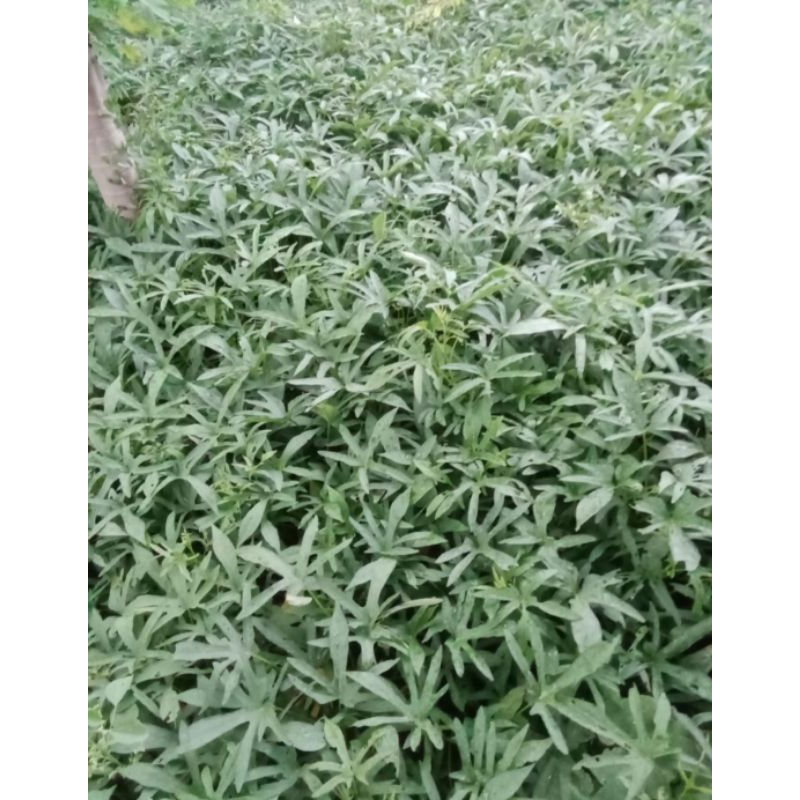 BIBIT UBI CILEMBU MADU