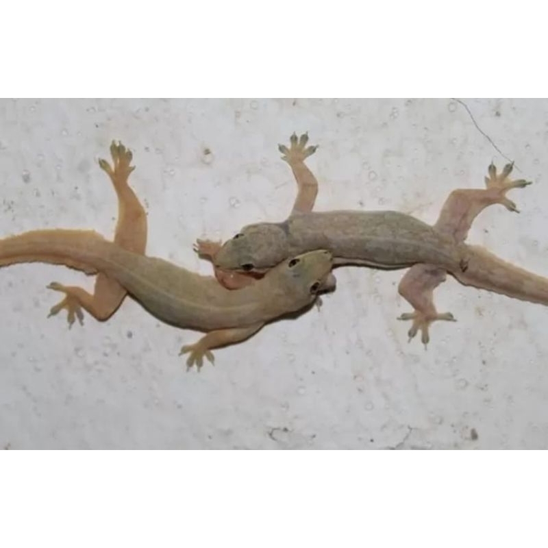 cicak hidup pakan ikan predator dan umpan mancing