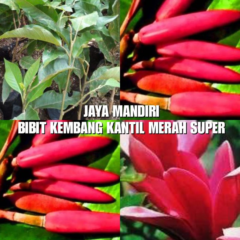 BIBIT KEMBANG KANTIL MERAH SUPER