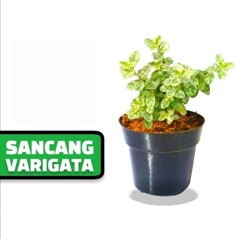 Tanaman Hias Sancang Varigata Bahan Bonsai Tanaman Sancang Variegata