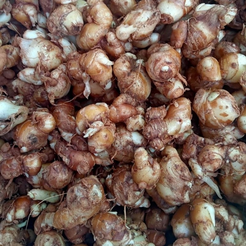 

100g Rempah Rempah Kencur Bumbu Masak