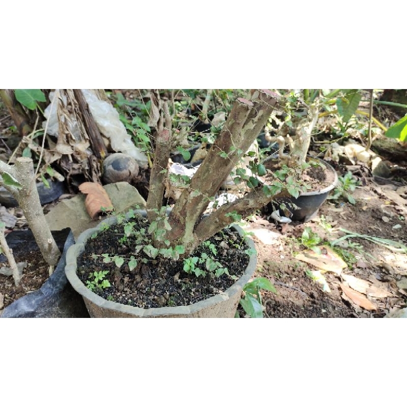 POHON ANGGUR BRAZIL BAHAN BONSAI SUPER DAN BESAR