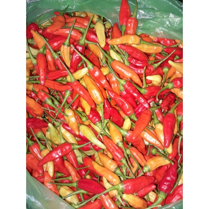 

CABE/CABAI RAWIT 1 KG/FRESH DARI PETANI/JATIM