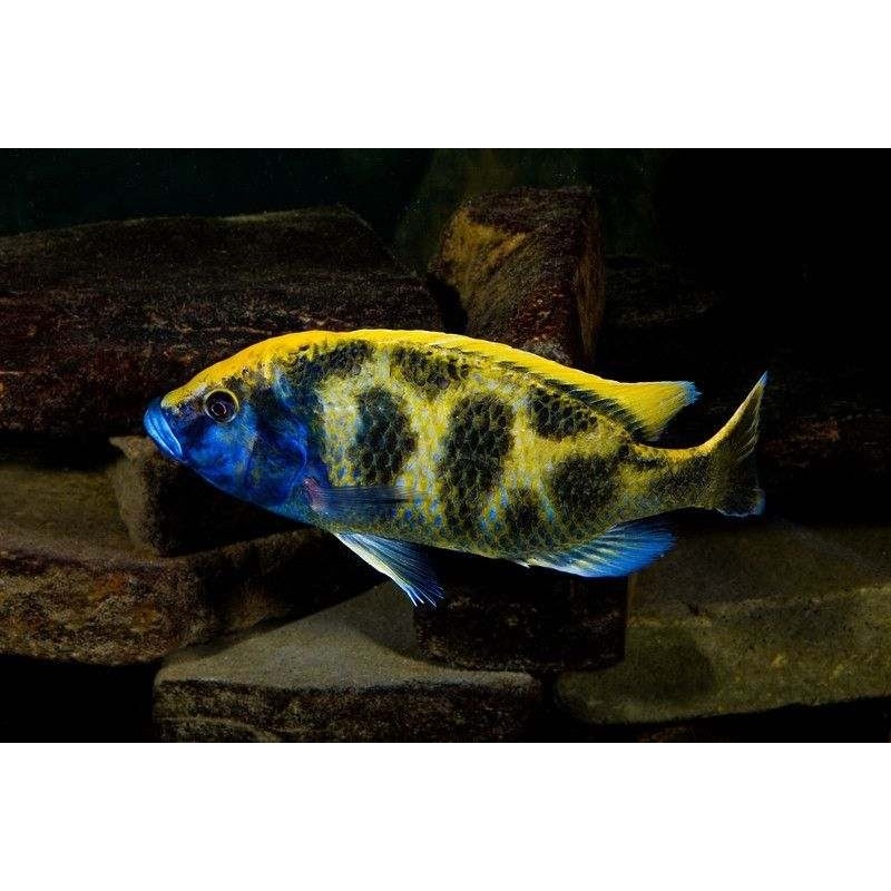 Ikan Cichlid Venustus