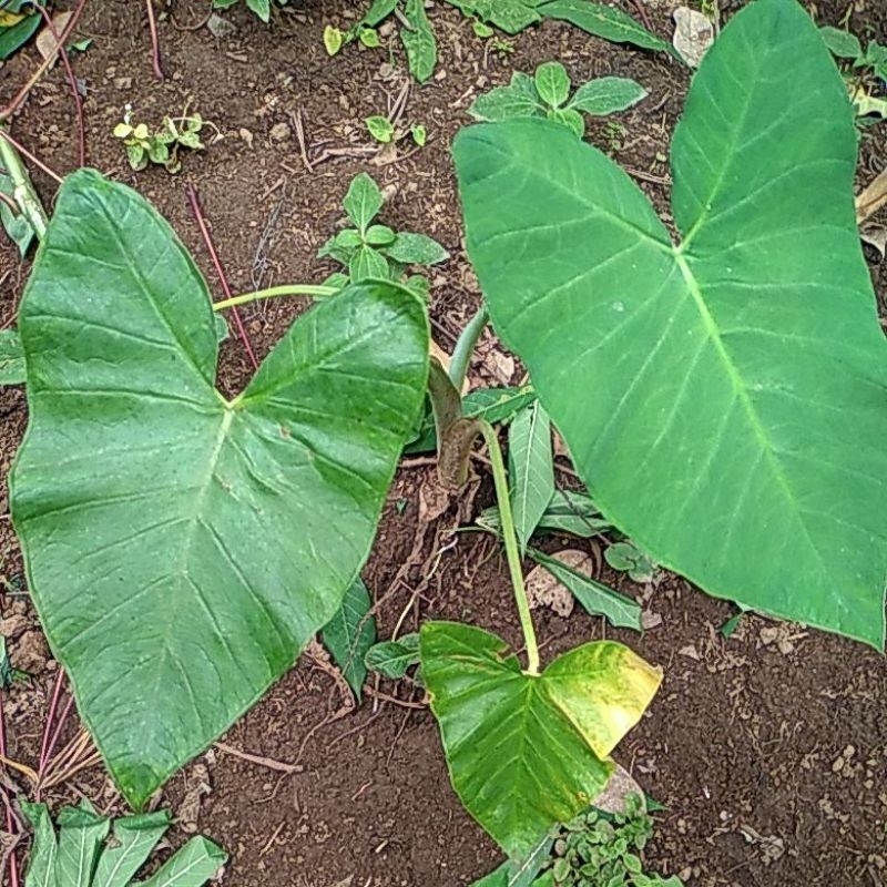 tanaman sayur talas