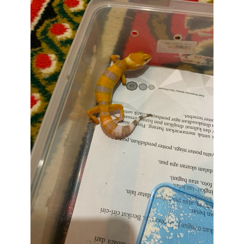 mainan anak leopard gecko