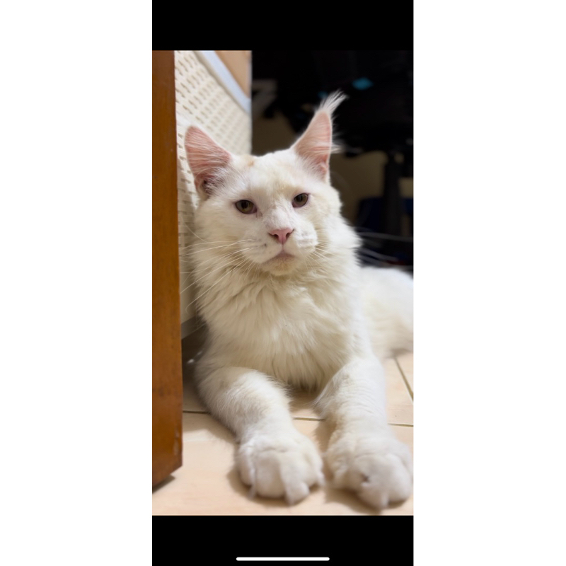 kucing mainecoon