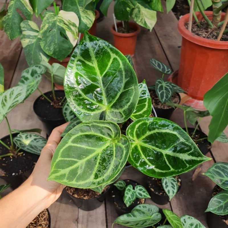 Anthurium dorayaki mangkok bulat hybrid kuping gajah silver blush ori original anturium