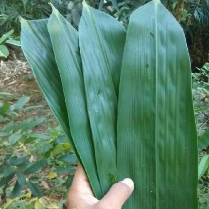 

Jangan Sampai Kehabisan DAUN BAMBU SEGAR BUNGKUS BAKCANG 5 LEMBAR DI PETIK LANGSUNG