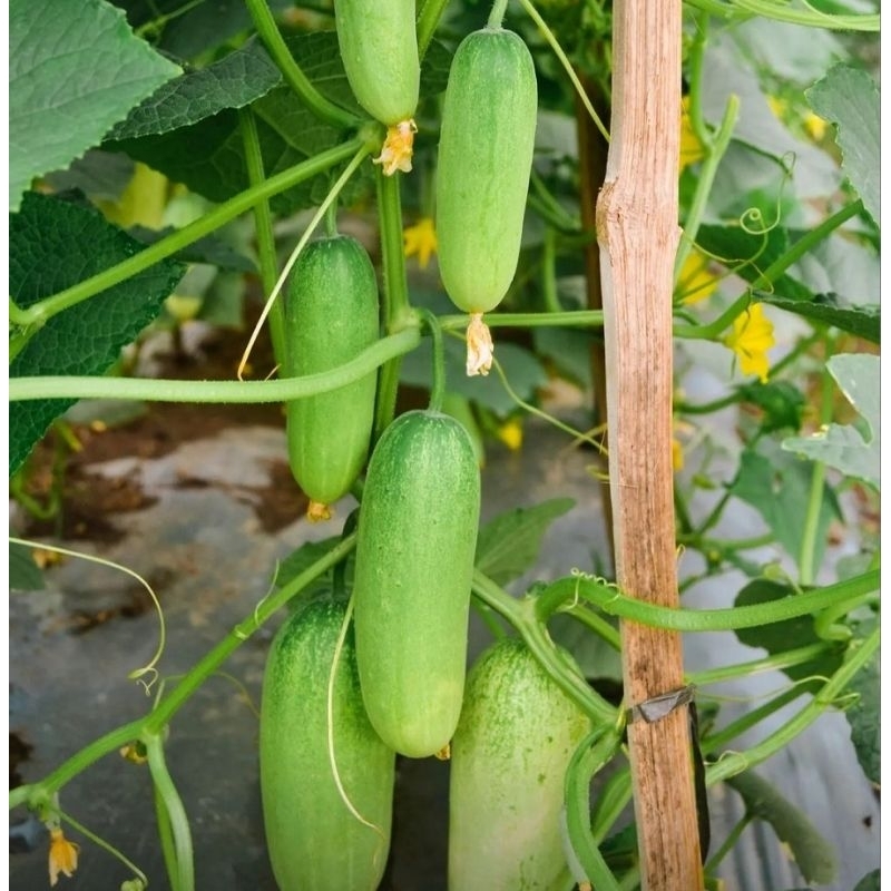 100++benih timun lalap unggul,  bibit timun lalap siap tanam /bonteng lalap