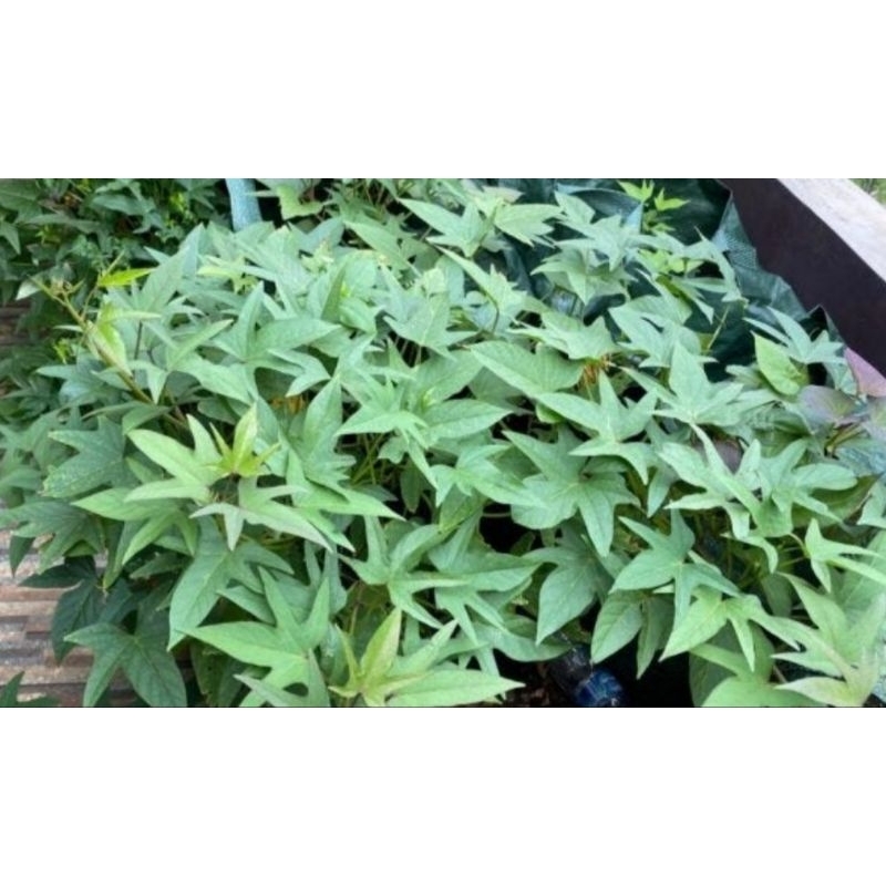 stek batang ubi jalar