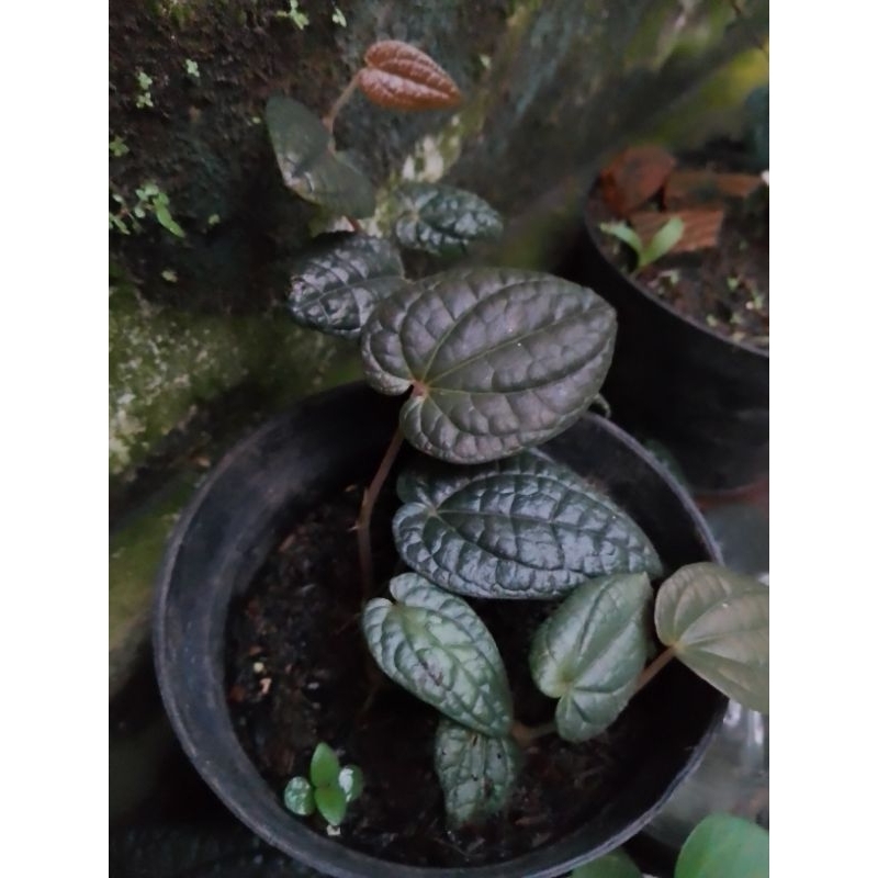 herbal (Sirih hitam papua ory)