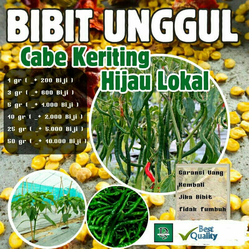 5000 biji bibit cabe keriting hijau/Benih Unggul Cabe Lokal 25 gr _50 gr (10.000 biji)/cabe keriting