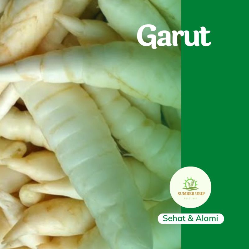 

Garut Irut Umbi Segar