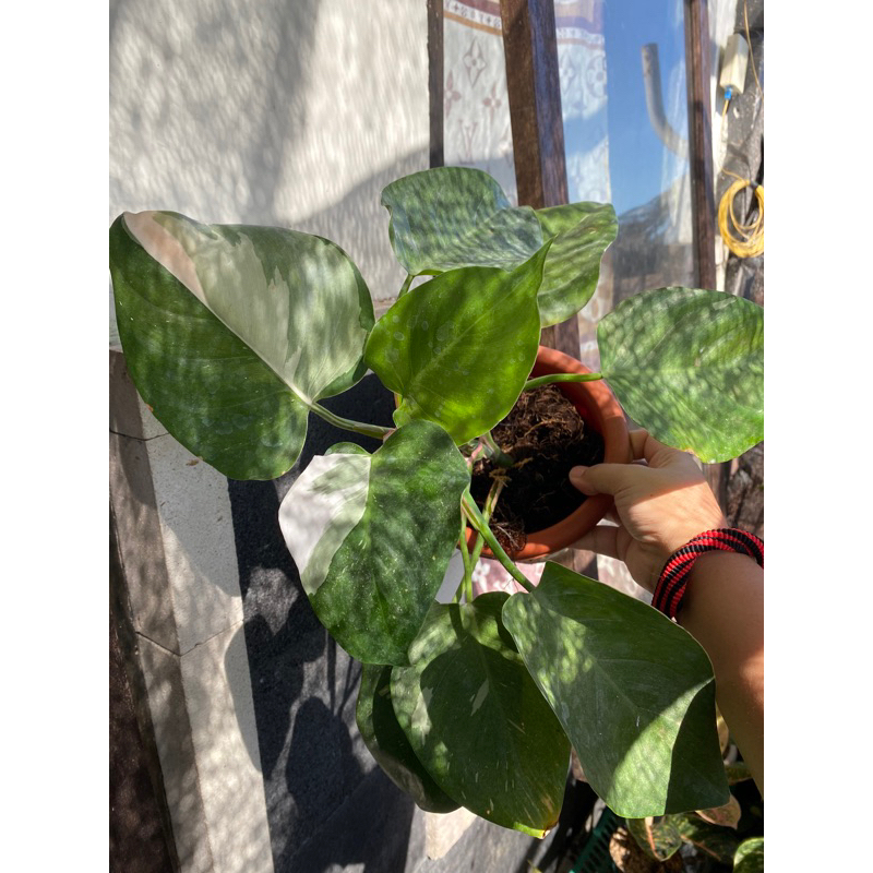 philodendron white princess