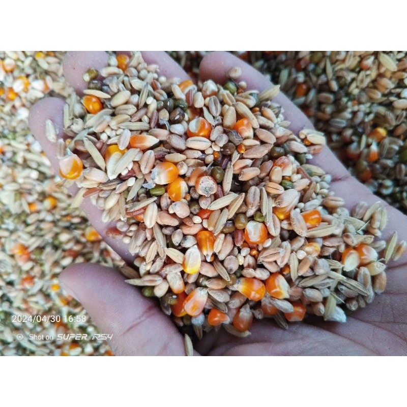 jagung campuran biasa Pakan ayam burung termurah 1 sak