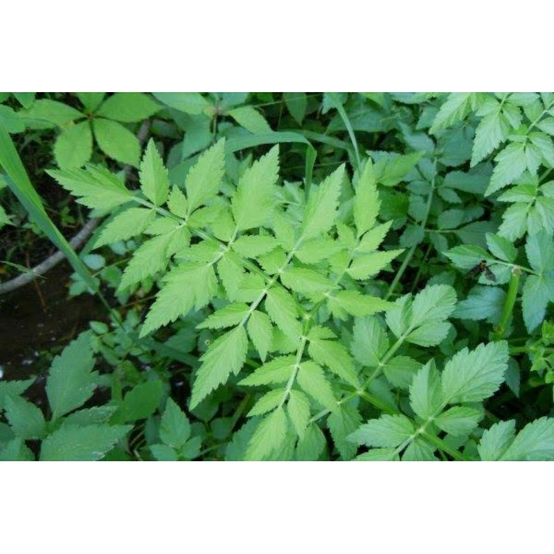 Tanaman Lalapan Tespong