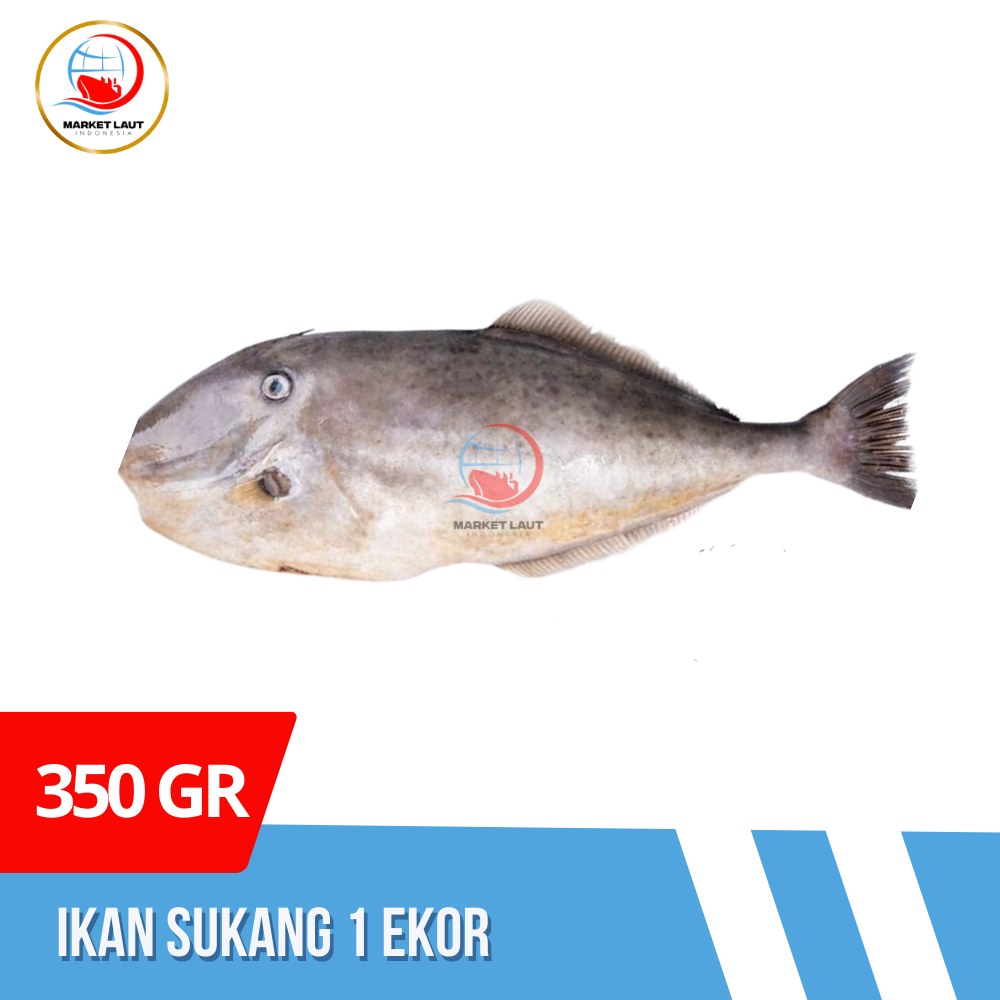 

Ikan Sukang 1 Ekor 350 gr Ikan Kambing-Kambing Khas Makassar