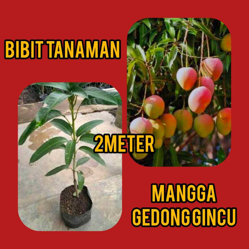 Bibit Mangga Gedong Gincu 2 Meter Batang Seukuran Stang Motor