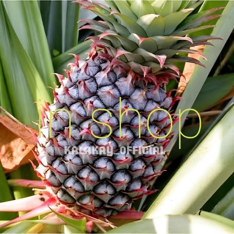 

nanas muda nanas herbal alami