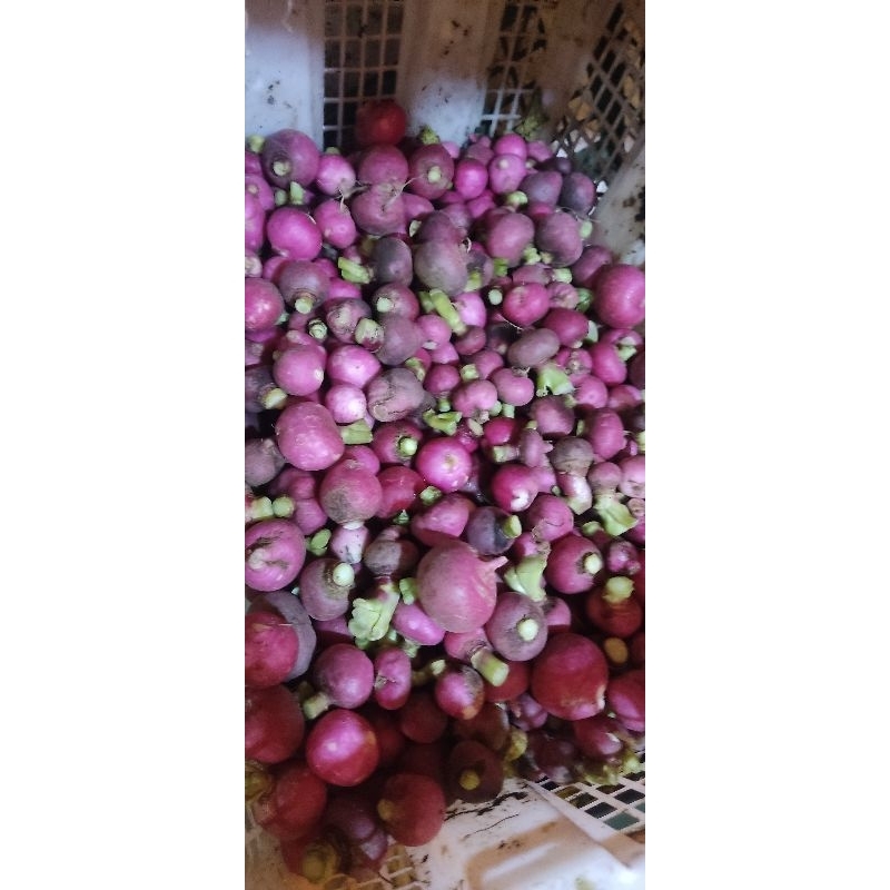 

lobak merah/red radish 500gr