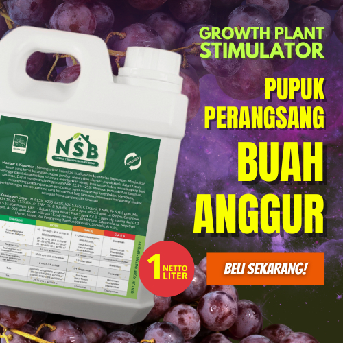 Pupuk Anggur Cepat Berbuah / Pupuk Anggur Masa Pertumbuhan / Pupuk Anggur Berbuah Besar dan Manis