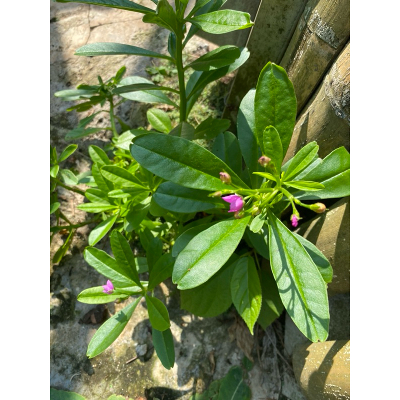 

DAUN SOM | GINGSENG JAWA 500 gram