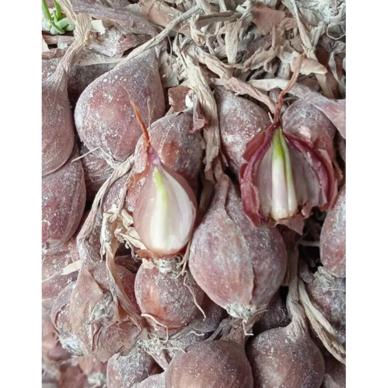 

bibit bawang merah siap tumbuh 1 kg|bawang merah|berkualitas/pusat pertanian