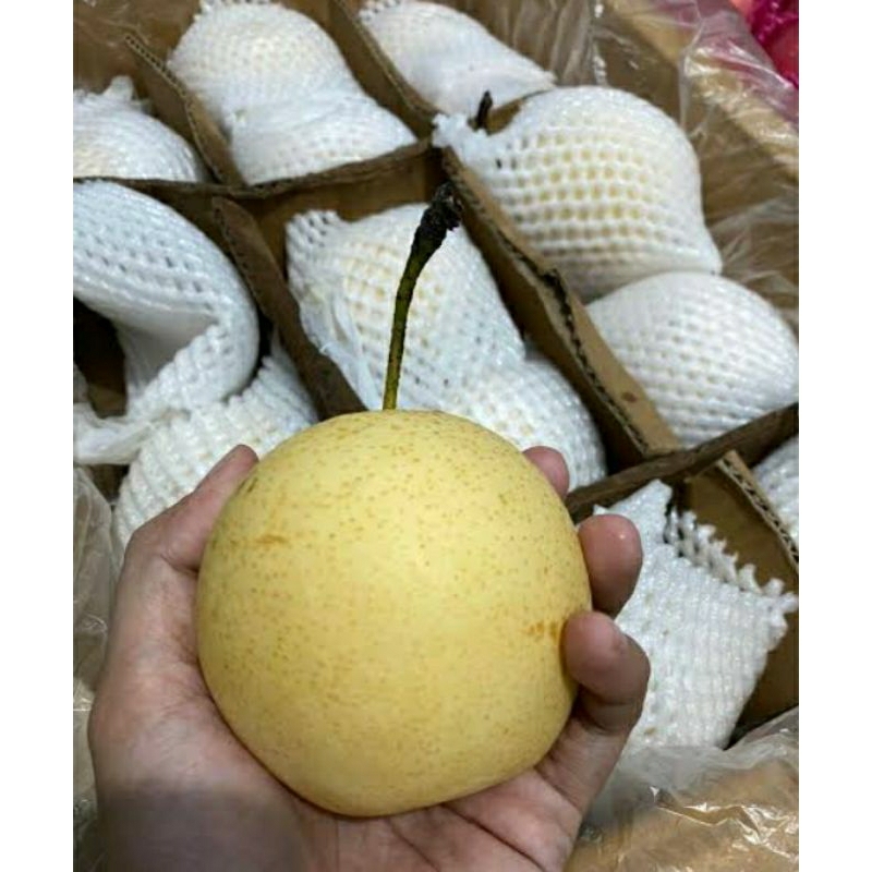 

BUAH PEAR CENTURY MADU MANIS