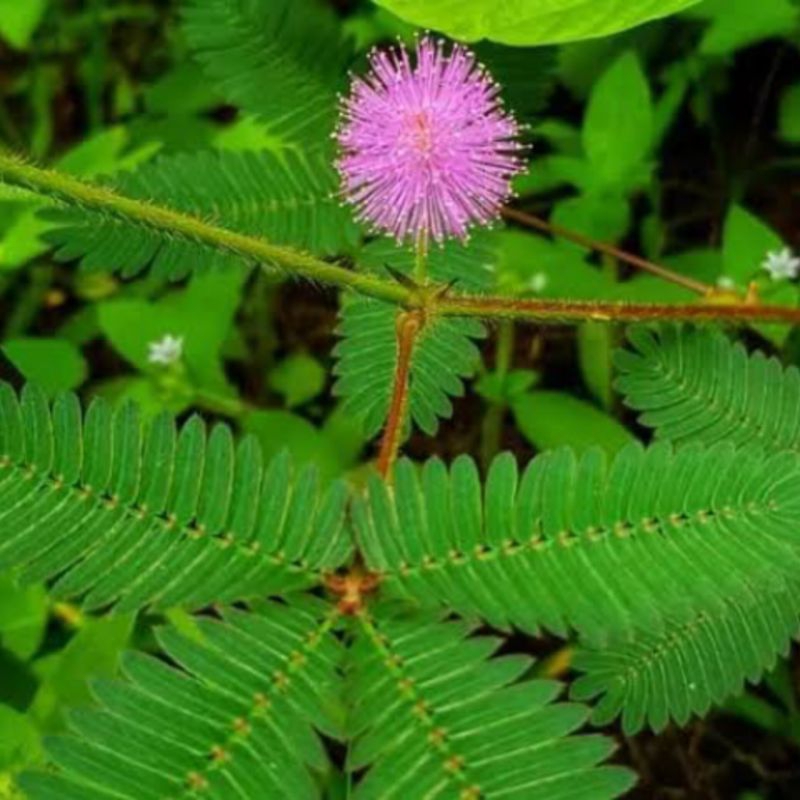 

Daun Putri Malu 100 gram Mimosa pudica