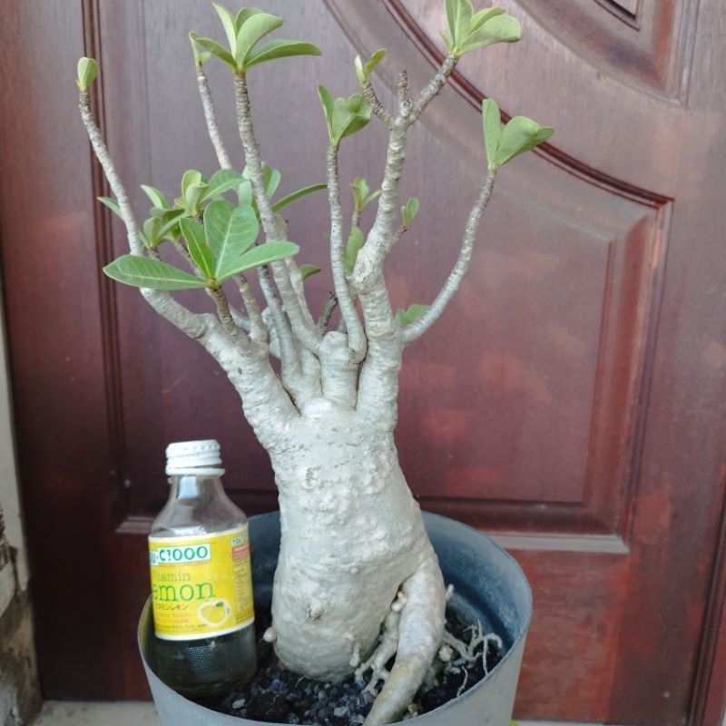 Adenium Arabicum Black RCN