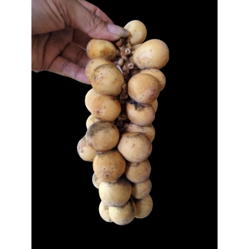 buah Langsat /kokosan 1 kg buah segar /manis Cocok buat yang ngidam