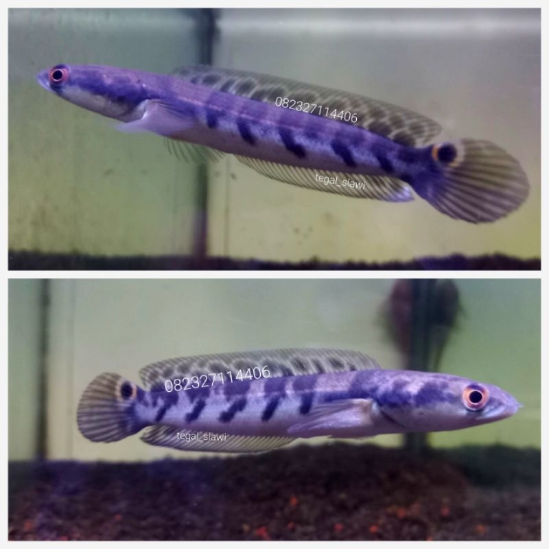 maru ys 12 cm simet 5.5 real pict