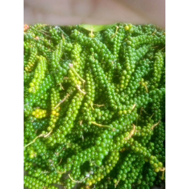 

lada hijau segar,lada fresh 100 gram