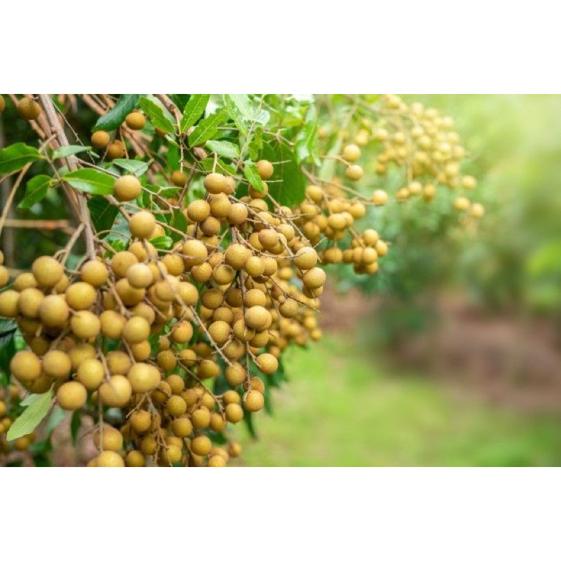 Bibit okulasi Kelengkeng Pingpong berkualitas