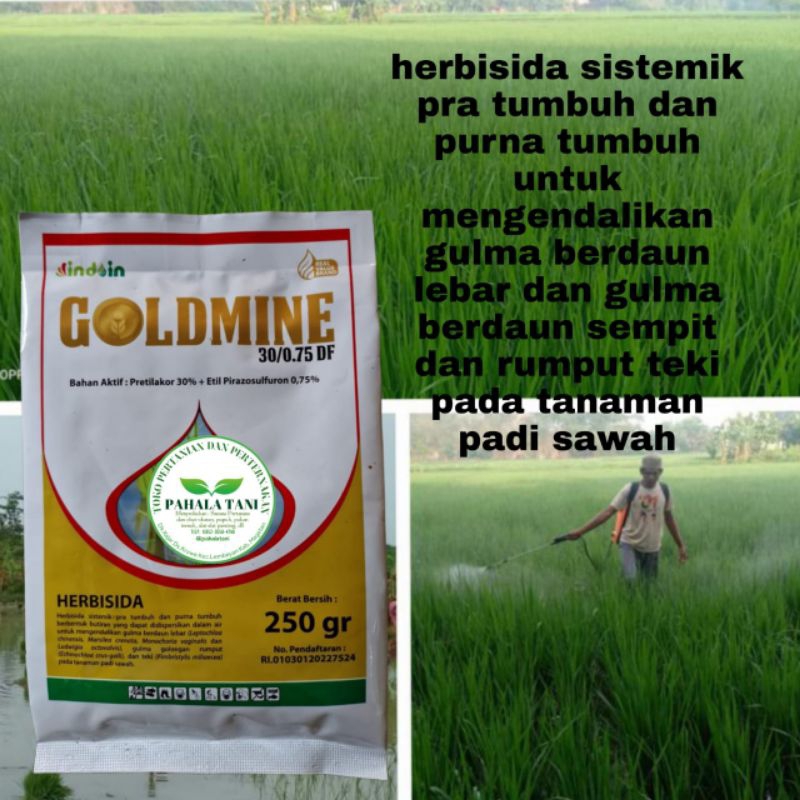 GOLDMINE/ herbisida pratumbuh/ herbisida purna tumbuh/pembasmi gulma daun lebar/gulma daun sempit/ p