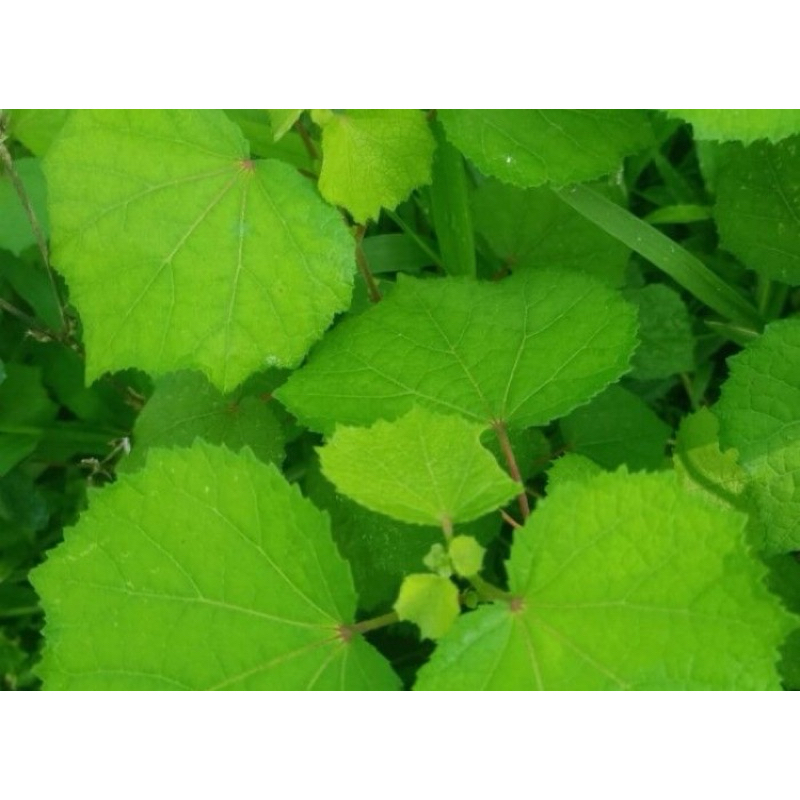 

Daun pulutan segar 500 gram petik langsung-az