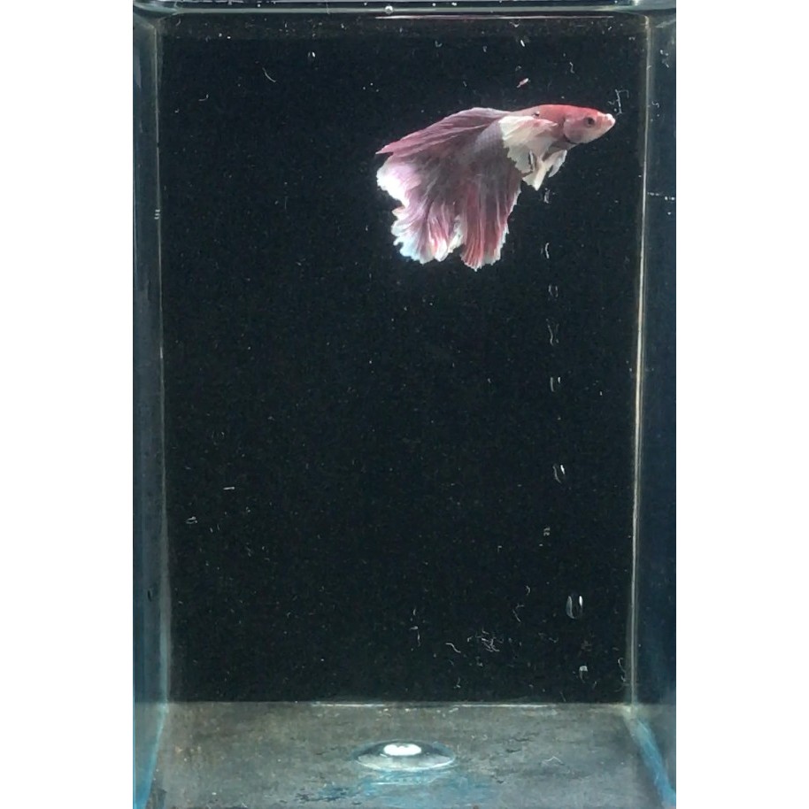 Ikan Cupang Halfmoon Dumbo Ear 4 / Ikan Hias Air Tawar / Ikan Aquascape