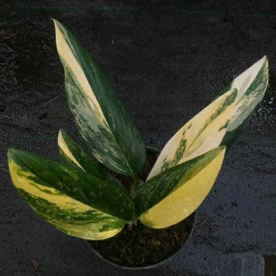 tanaman philodendron standleyana varigata kuning