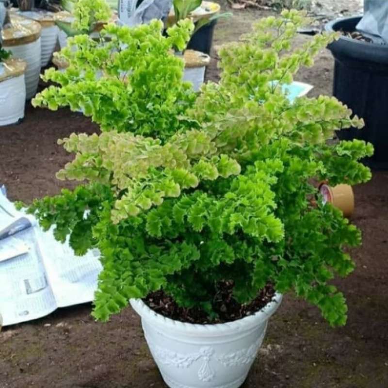 Tanaman hias suplir rimbun