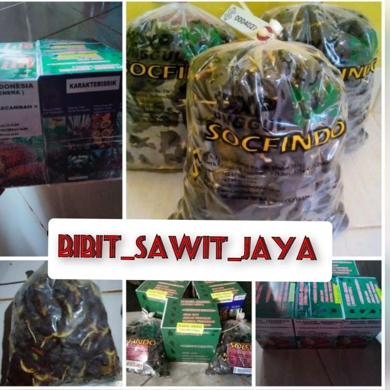 BENIH SAWIT UNGGUL DXP SOCFINDO